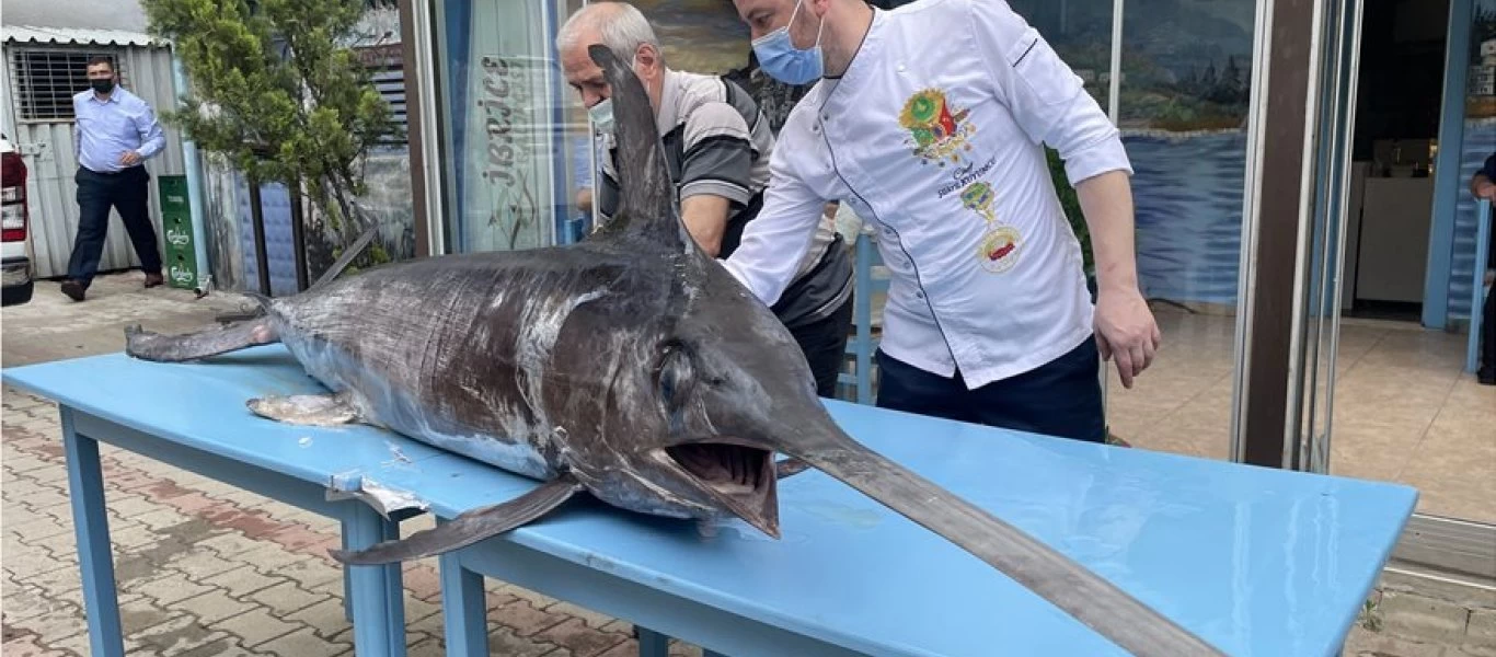 Τουρκία: Στα δίχτυα ψαράδων ξιφίας 90 κιλών και τριών μέτρων (φωτο)